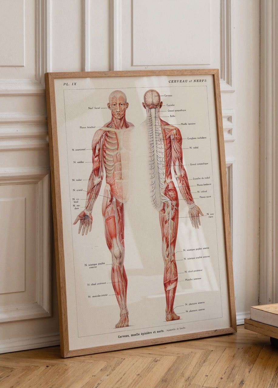 Vintage anatomical print of the brain and nervous system.