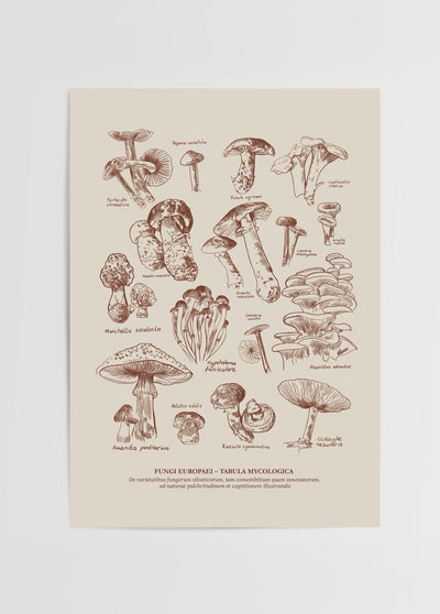 European Fungi Poster Print