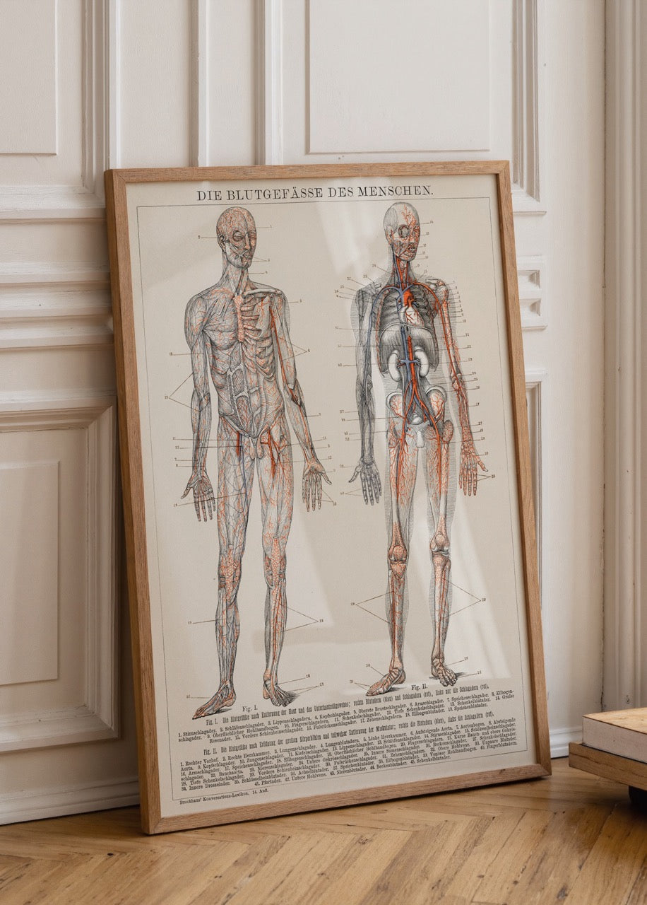 Vintage anatomical poster of human blood vessels, showcasing intricate details and artistic design.