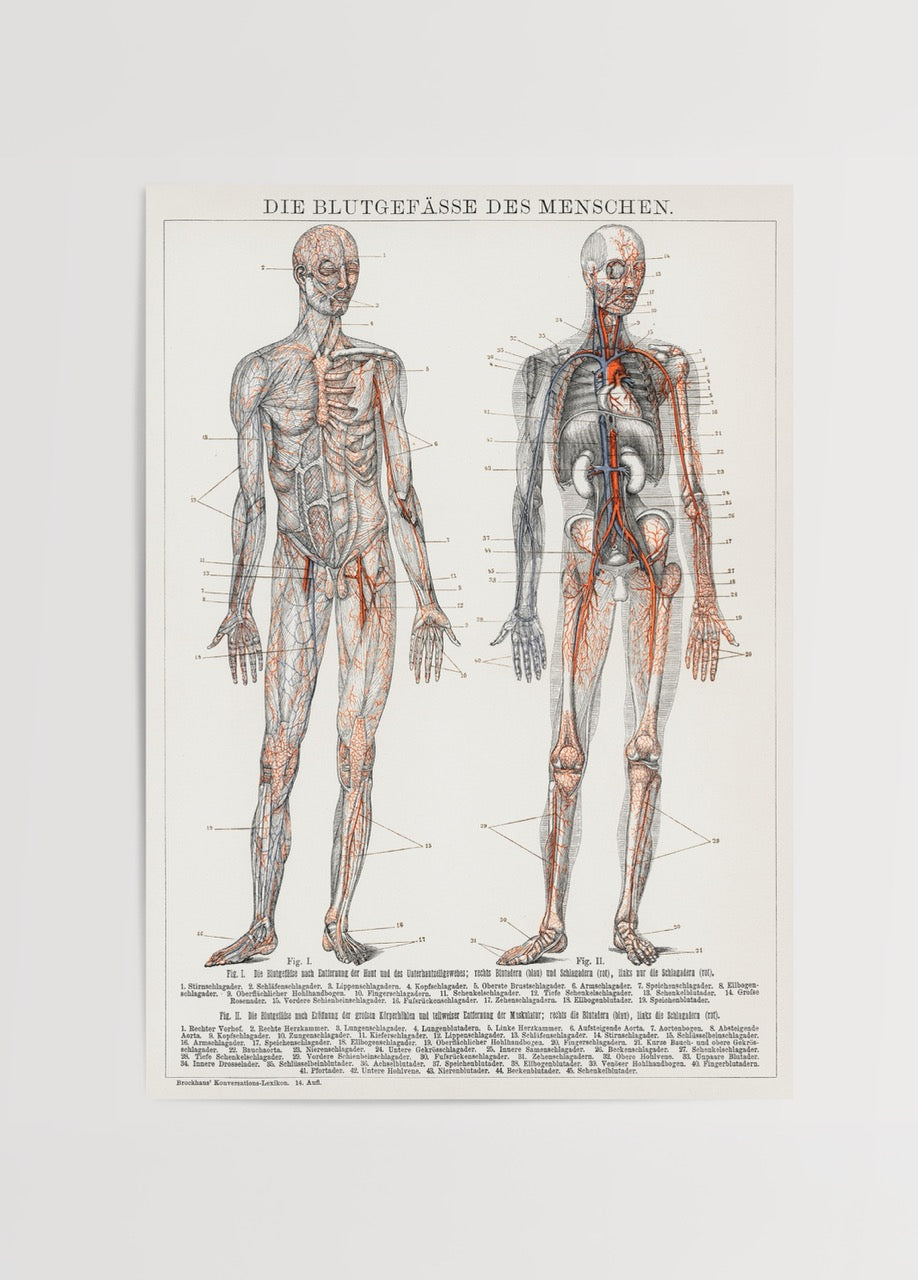 Vintage anatomical poster of human blood vessels, showcasing intricate details and artistic design.