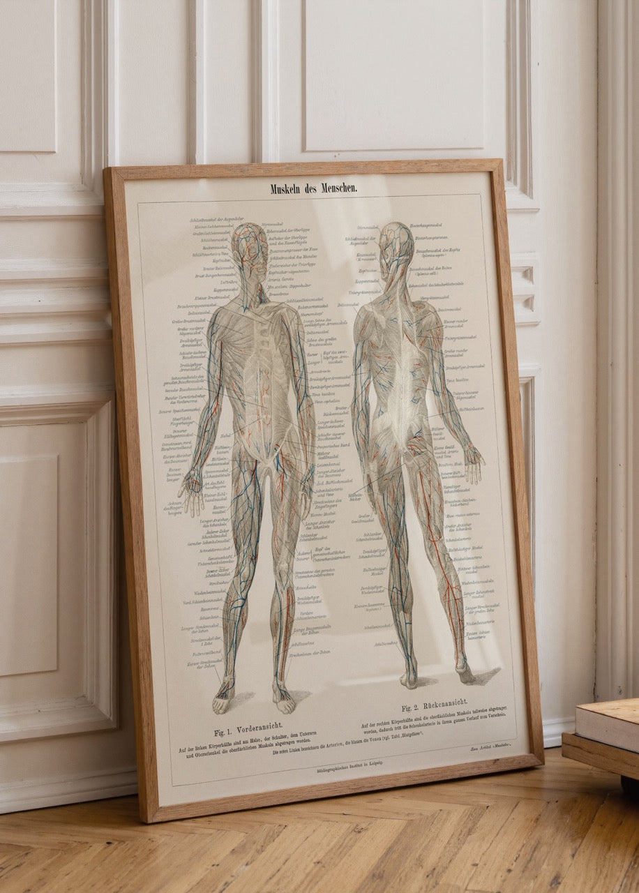 Vintage illustration of the human muscle system anatomy.