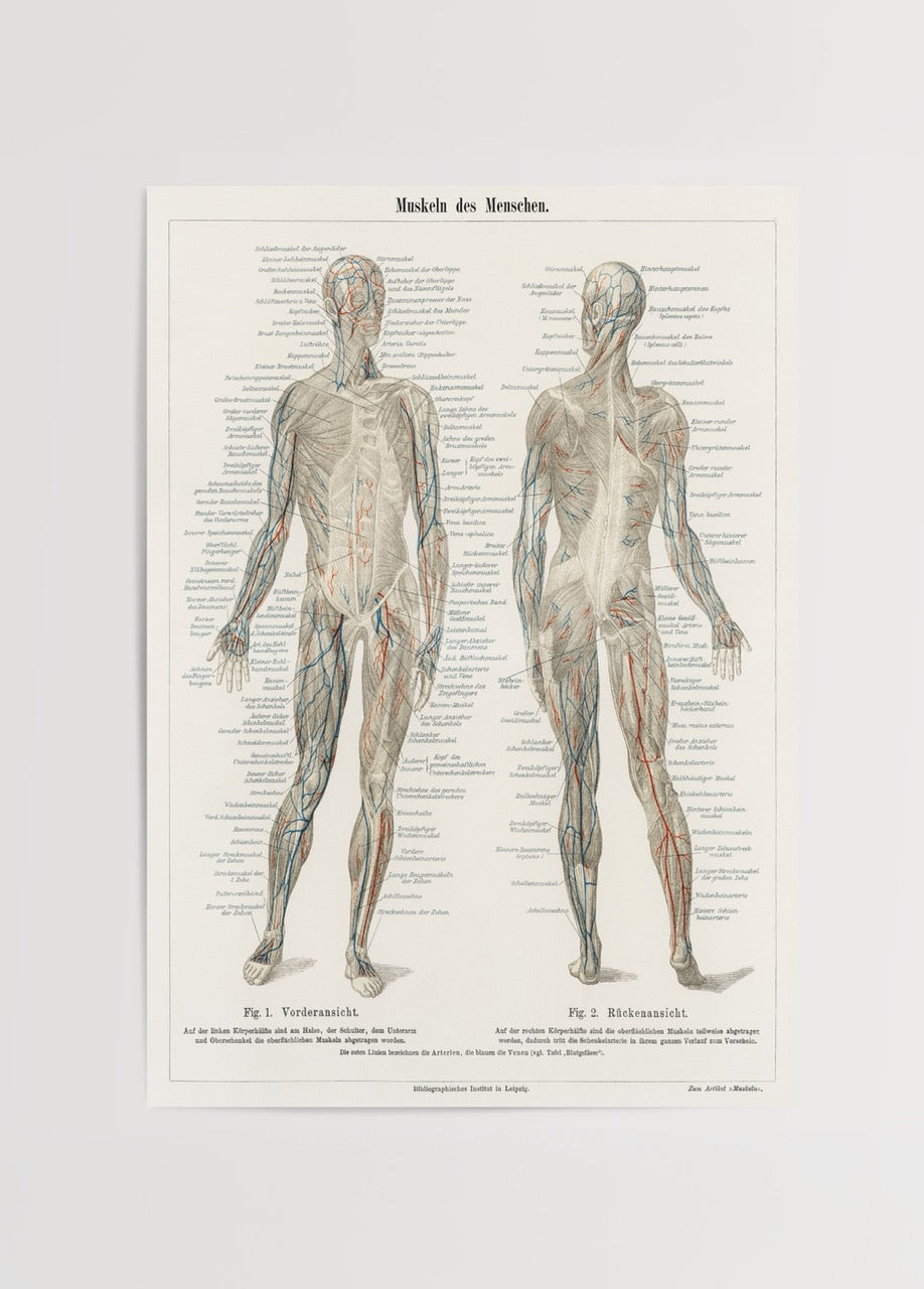 Vintage illustration of the human muscle system anatomy.