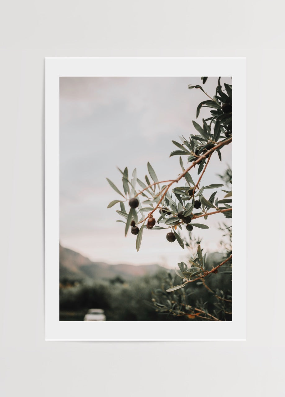 Olive branch with olives against a tranquil backdrop