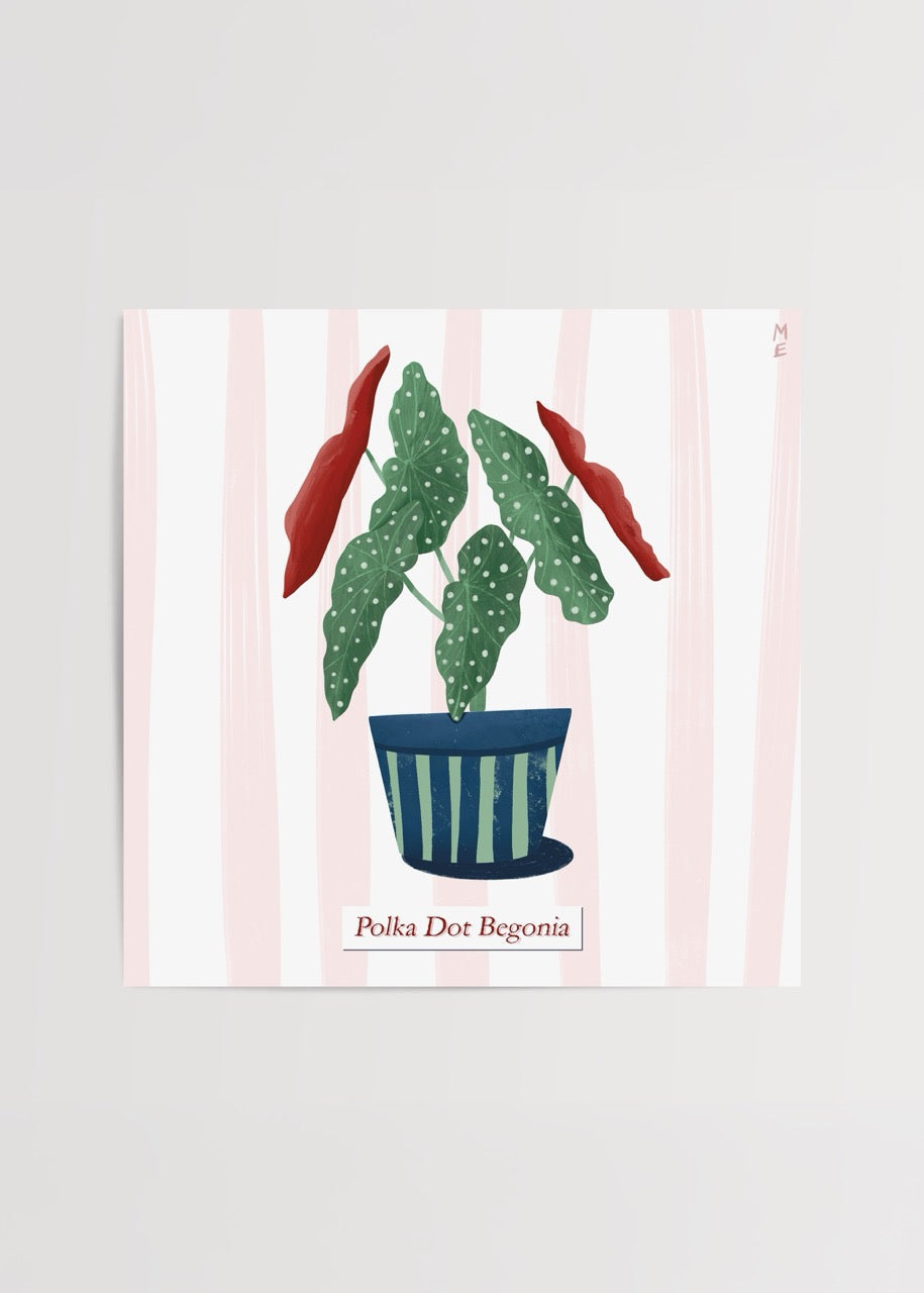 Illustrative Polka Dot Begonia plant in a striped pot