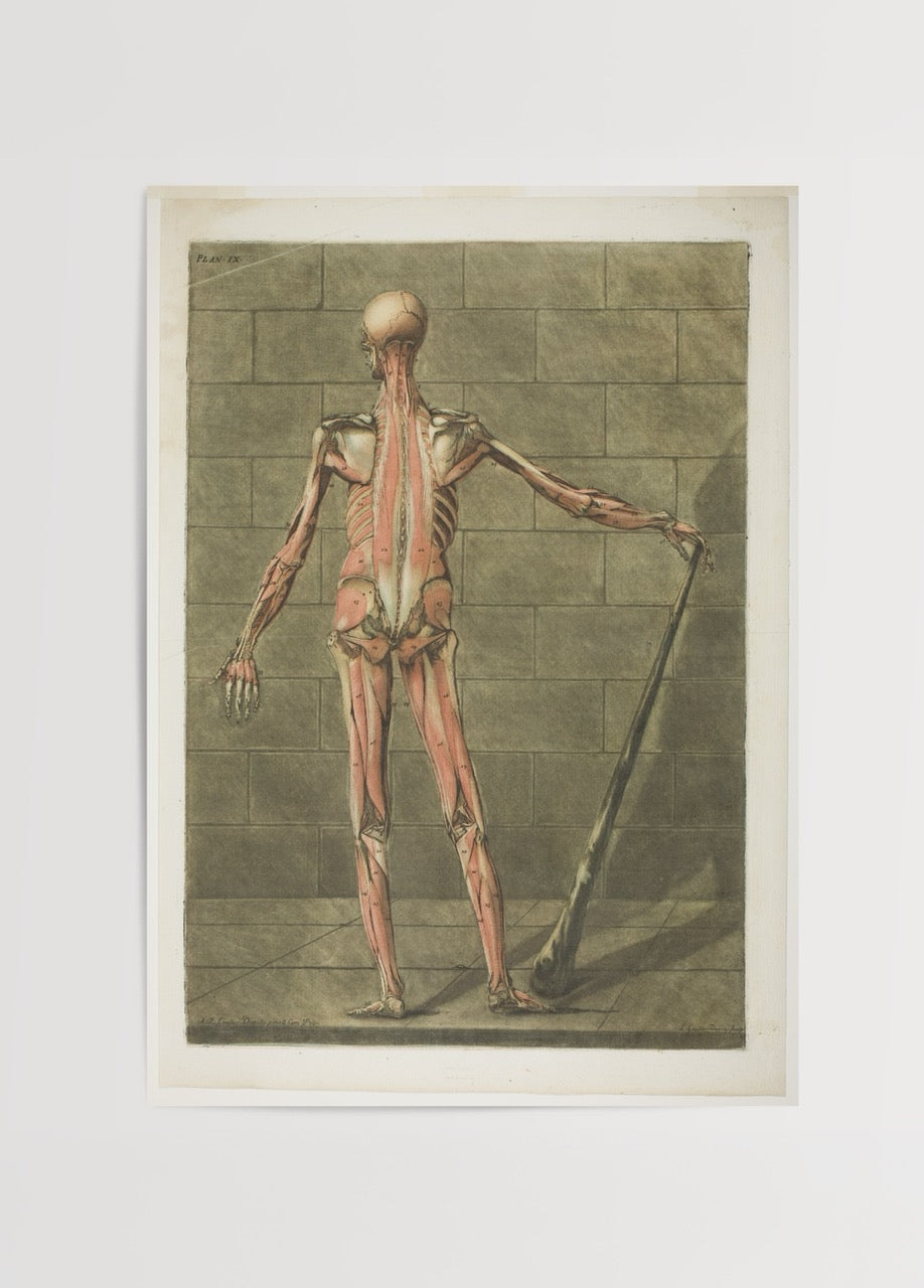 Vintage back muscle anatomy art print showcasing detailed illustrations.