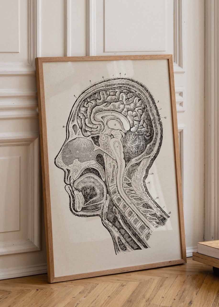 Vintage anatomical brain study wall art showcasing detailed brain cross-section.