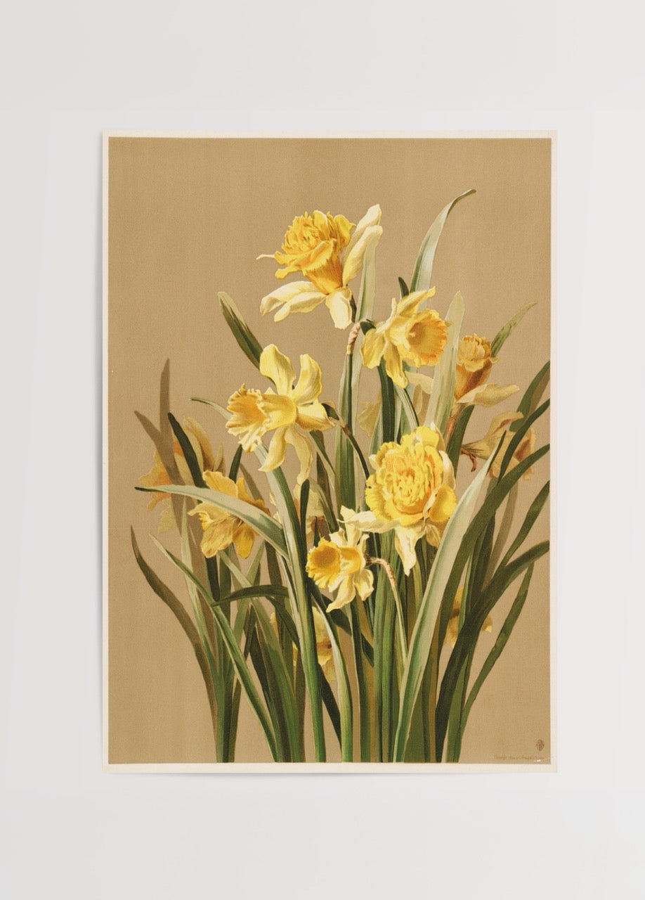 Golden daffodil botanical illustration on beige background.