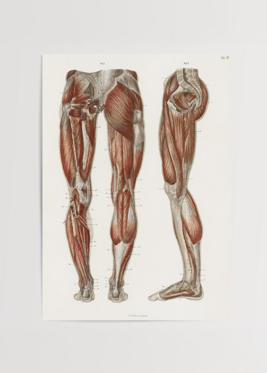 Vintage leg muscle anatomy poster showcasing detailed anatomical illustration.
