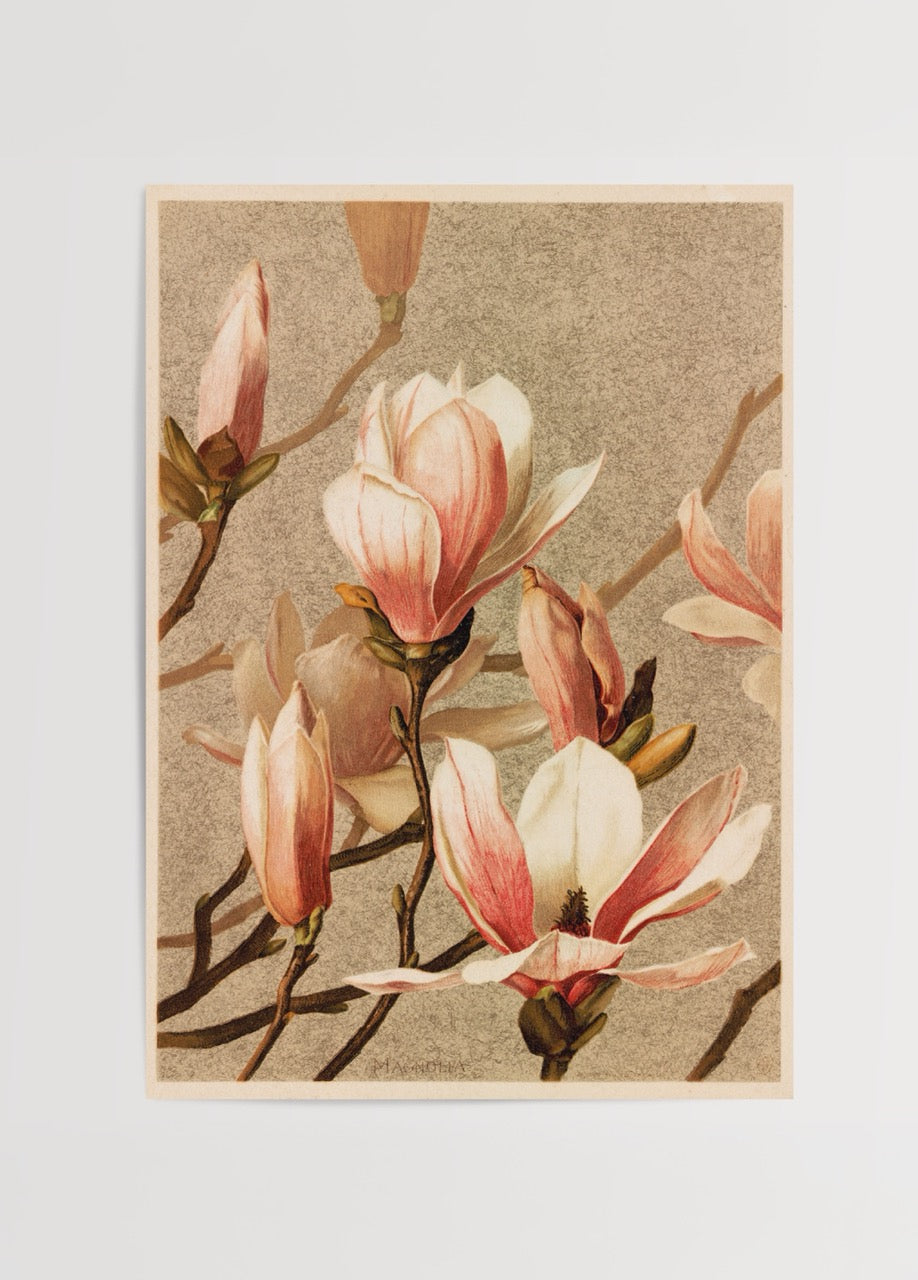 Botanical illustration of magnolia flowers in soft pinks and whites.
