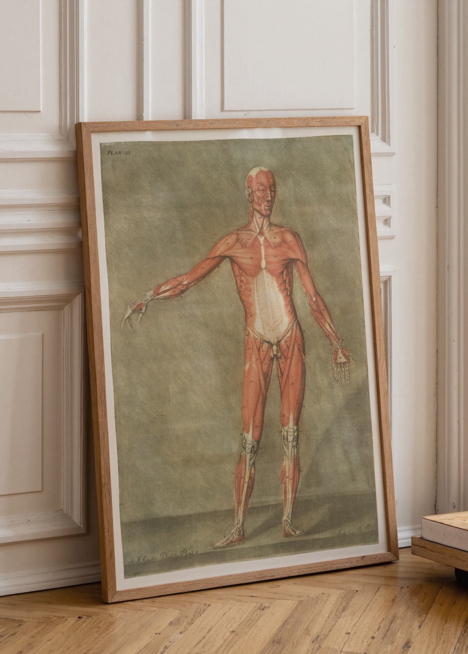 Vintage anatomical figure wall art showcasing human anatomy details.