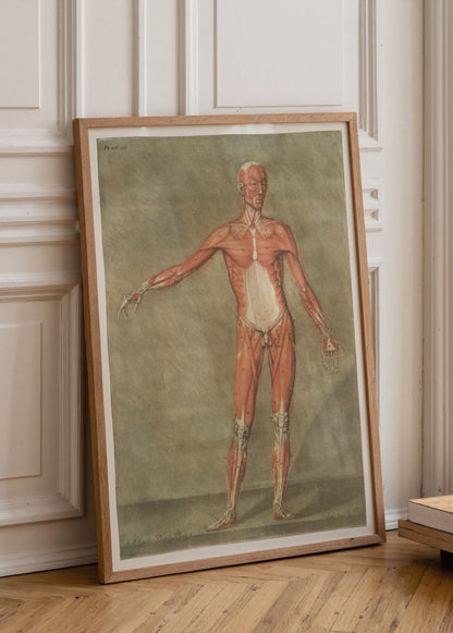 Vintage anatomical figure wall art showcasing human anatomy details.