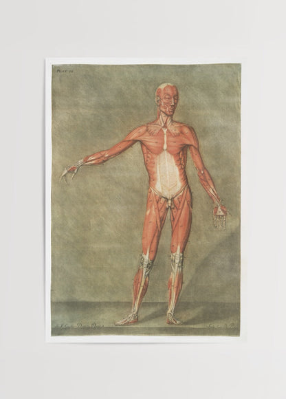 Vintage anatomical figure wall art showcasing human anatomy details.