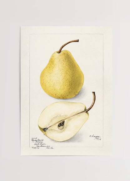 Illustrative wall art print of a golden pear and sliced pear.