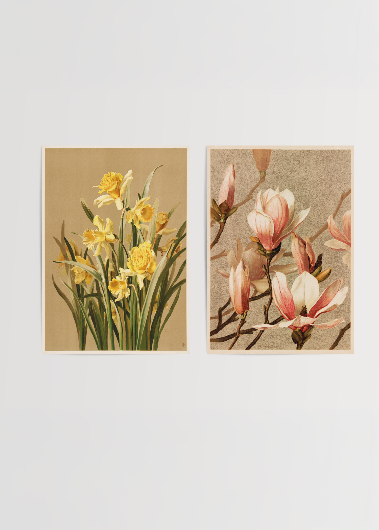 Botanical Elegance Poster Duo featuring daffodils and magnolias in a sophisticated design.