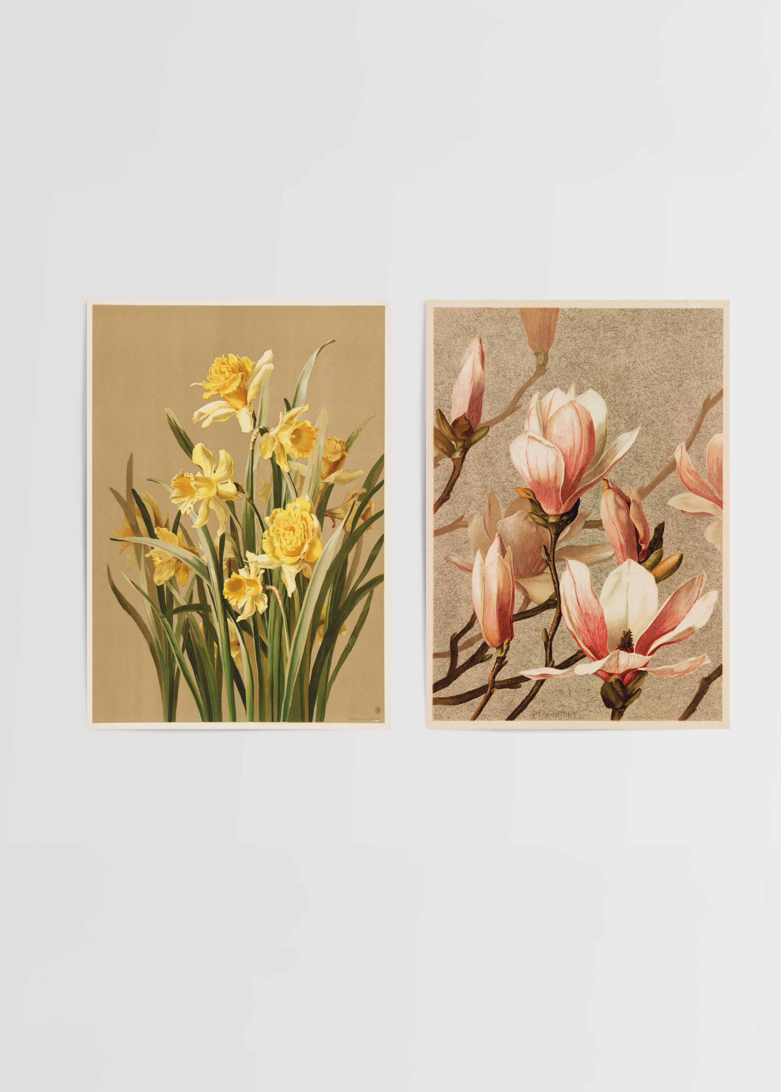 Botanical Elegance Poster Duo featuring daffodils and magnolias in a sophisticated design.