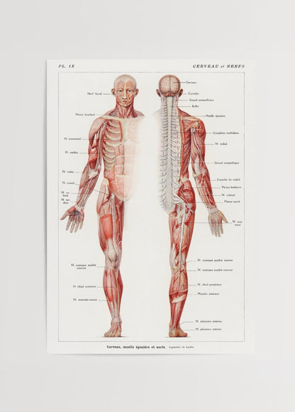 Vintage anatomical print of the brain and nervous system.