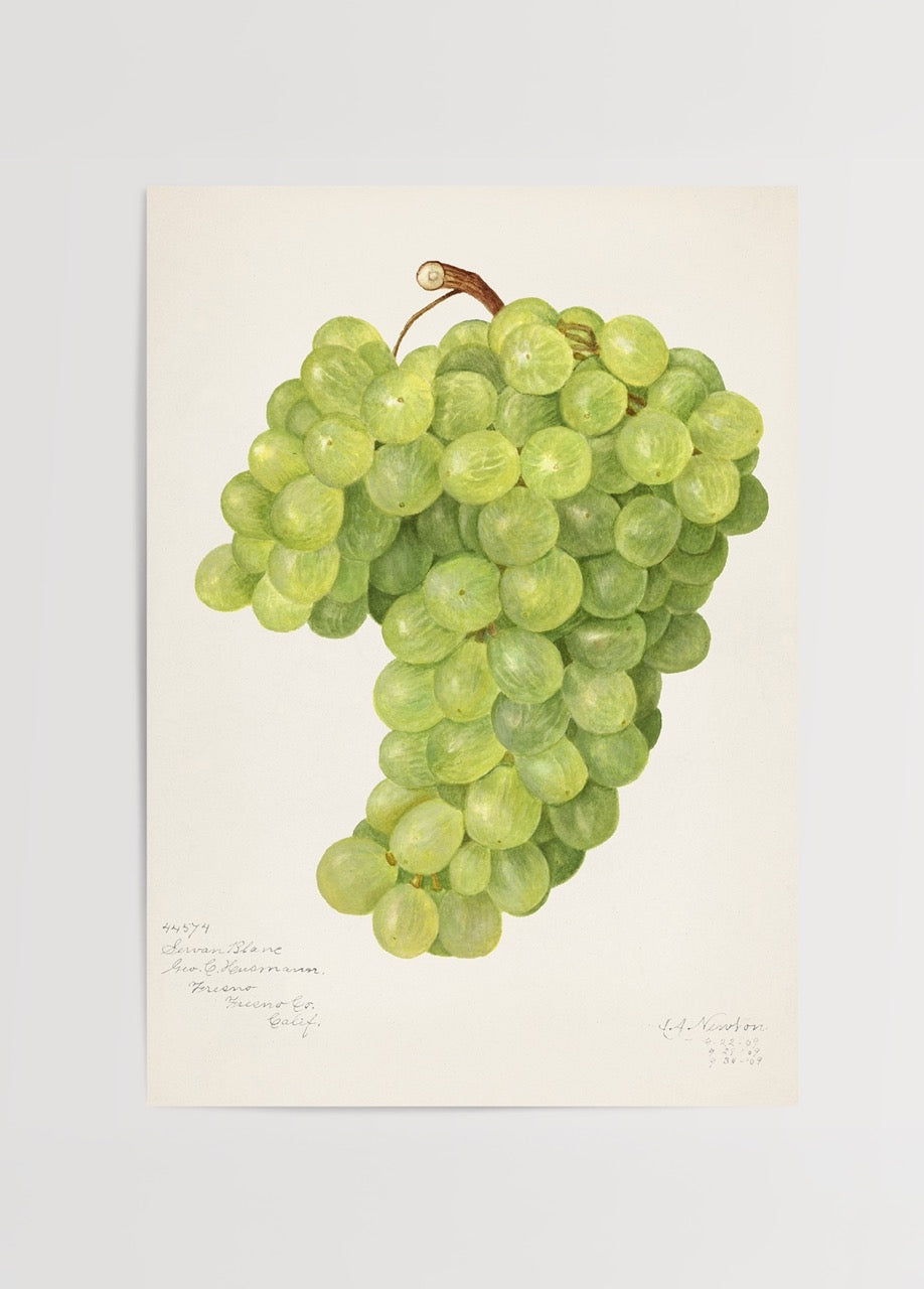 Illustration of Chenin Blanc grapes in vibrant green hues.