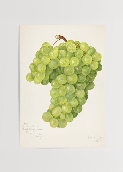 Illustration of Chenin Blanc grapes in vibrant green hues.
