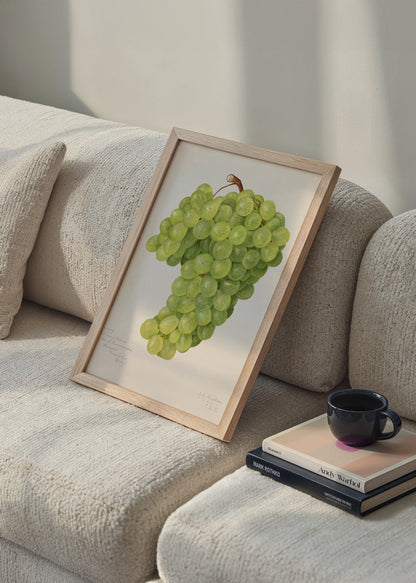 Illustration of Chenin Blanc grapes in vibrant green hues.