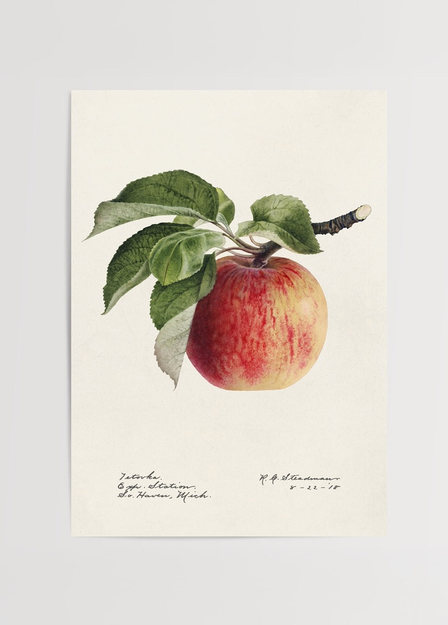 Illustration of a ripe apple with green leaves on a beige background.