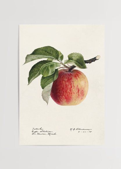 Illustration of a ripe apple with green leaves on a beige background.