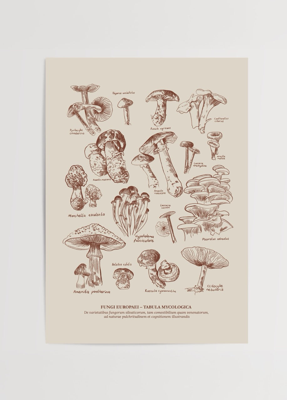 Detailed illustration of various European fungi in earthy tones.