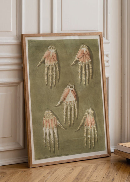Vintage illustration of hand anatomy with detailed muscles.