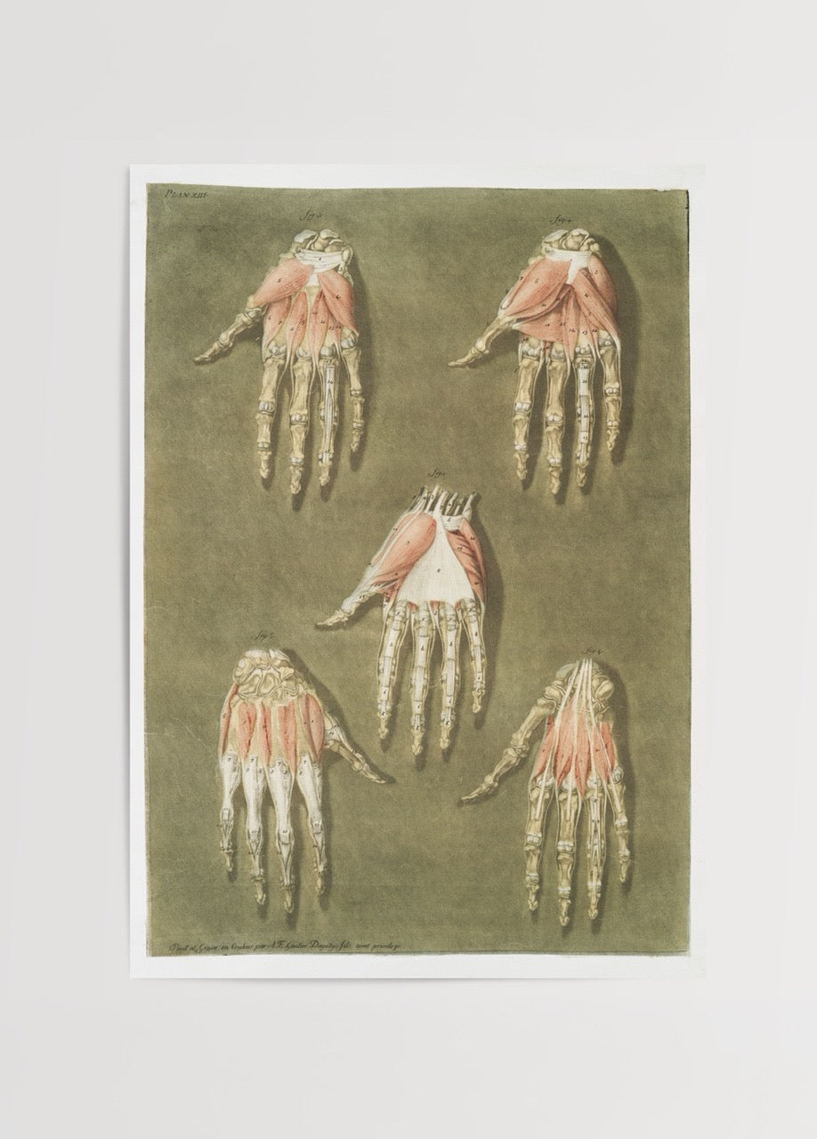 Vintage illustration of hand anatomy with detailed muscles.