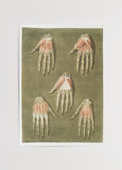 Vintage illustration of hand anatomy with detailed muscles.