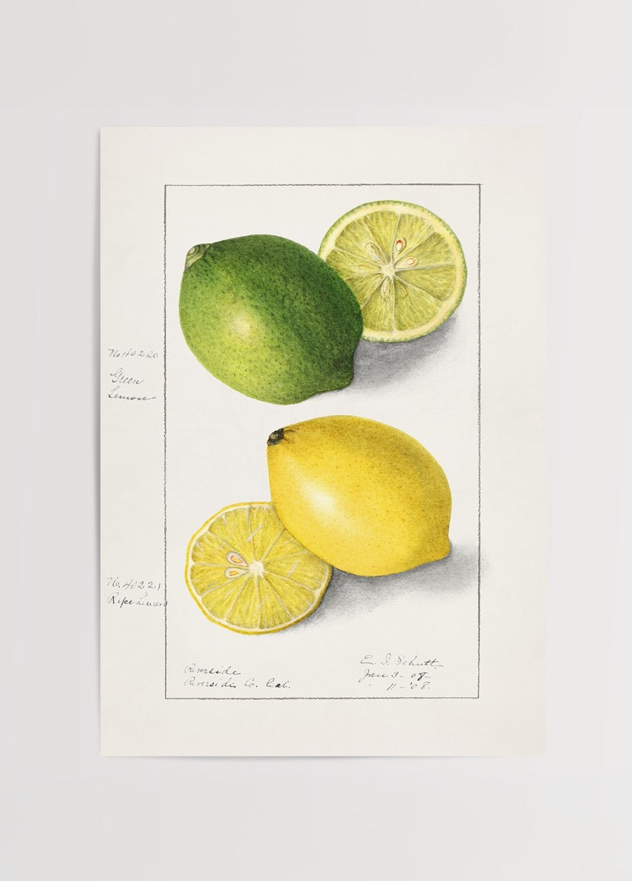 Illustrated print of limon and lime, showcasing vibrant colours and natural beauty.