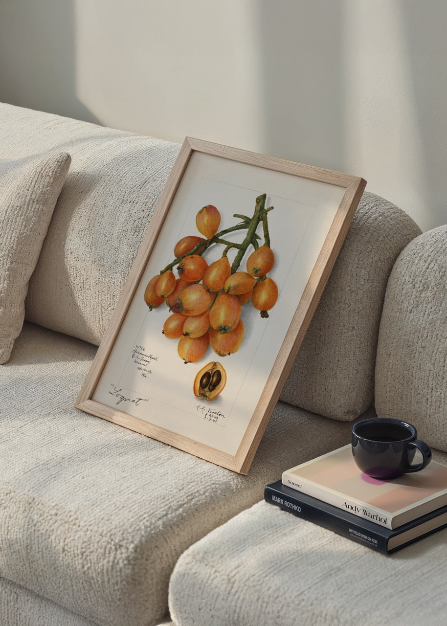 Botanical illustration of loquat fruit in detailed design.