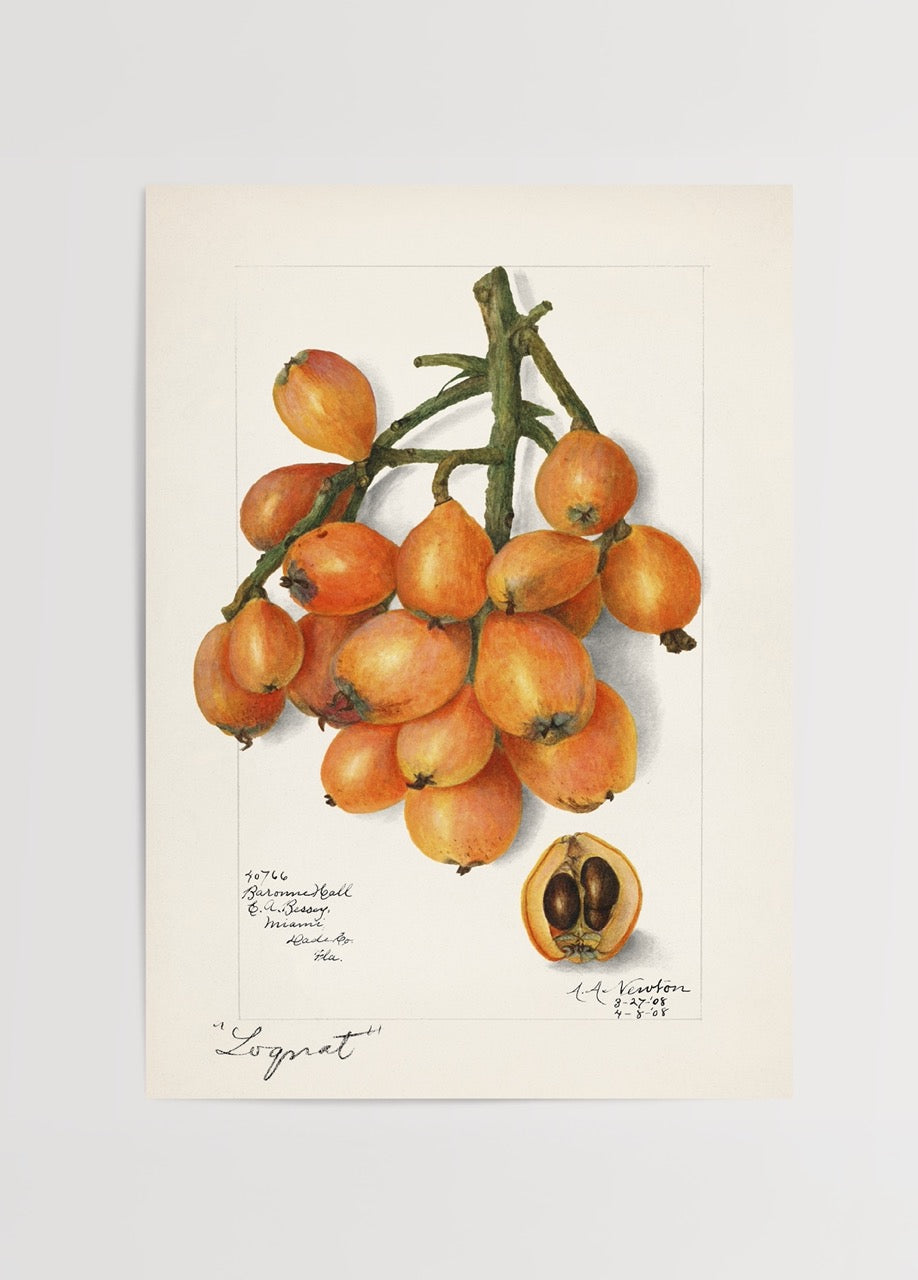 Botanical illustration of loquat fruit in detailed design.