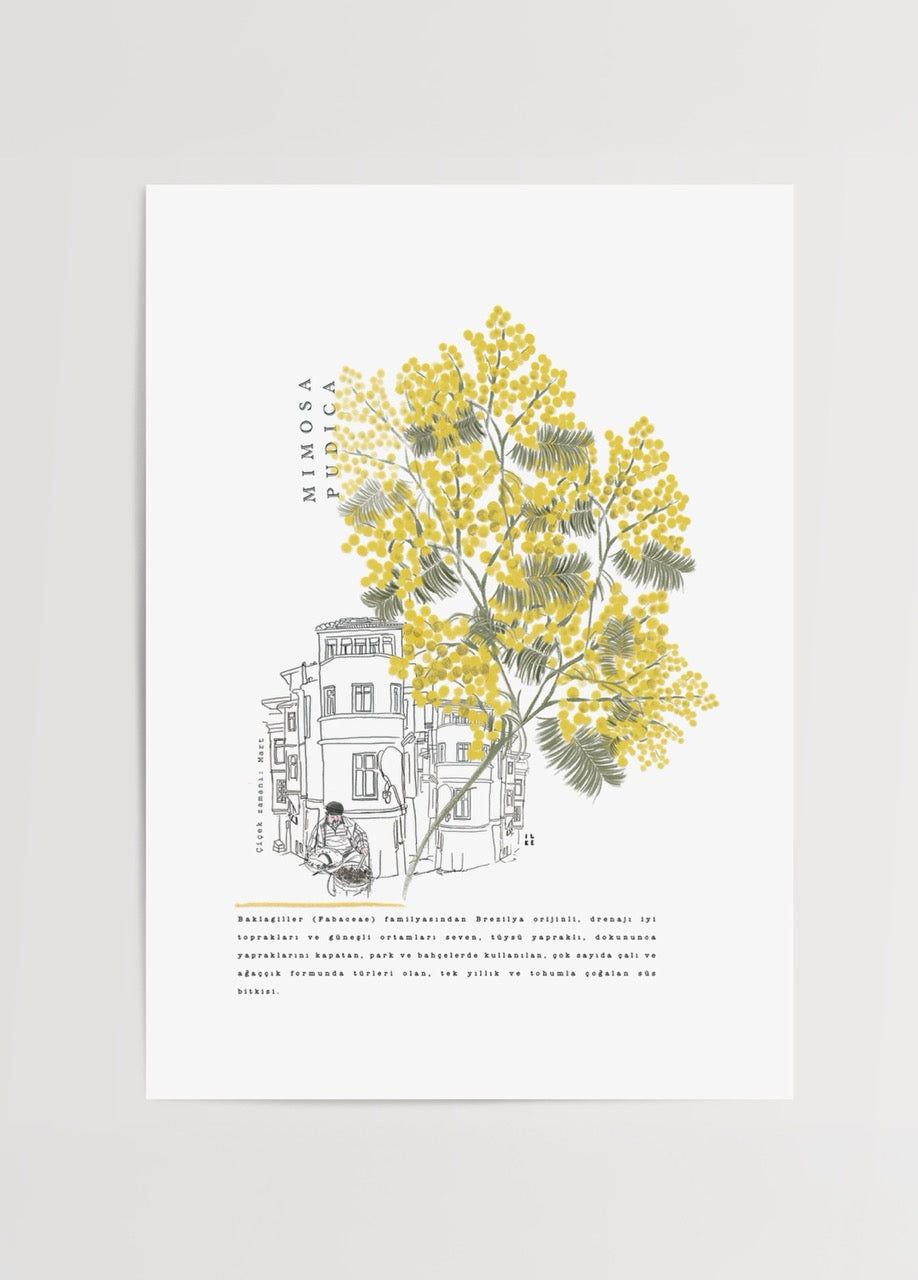 A vibrant Mimosa poster showcasing bright yellow flowers against a neutral background, perfect for interior styling.