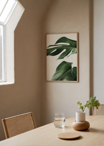 Lush Monstera leaves showcasing rich green hues on a white background.