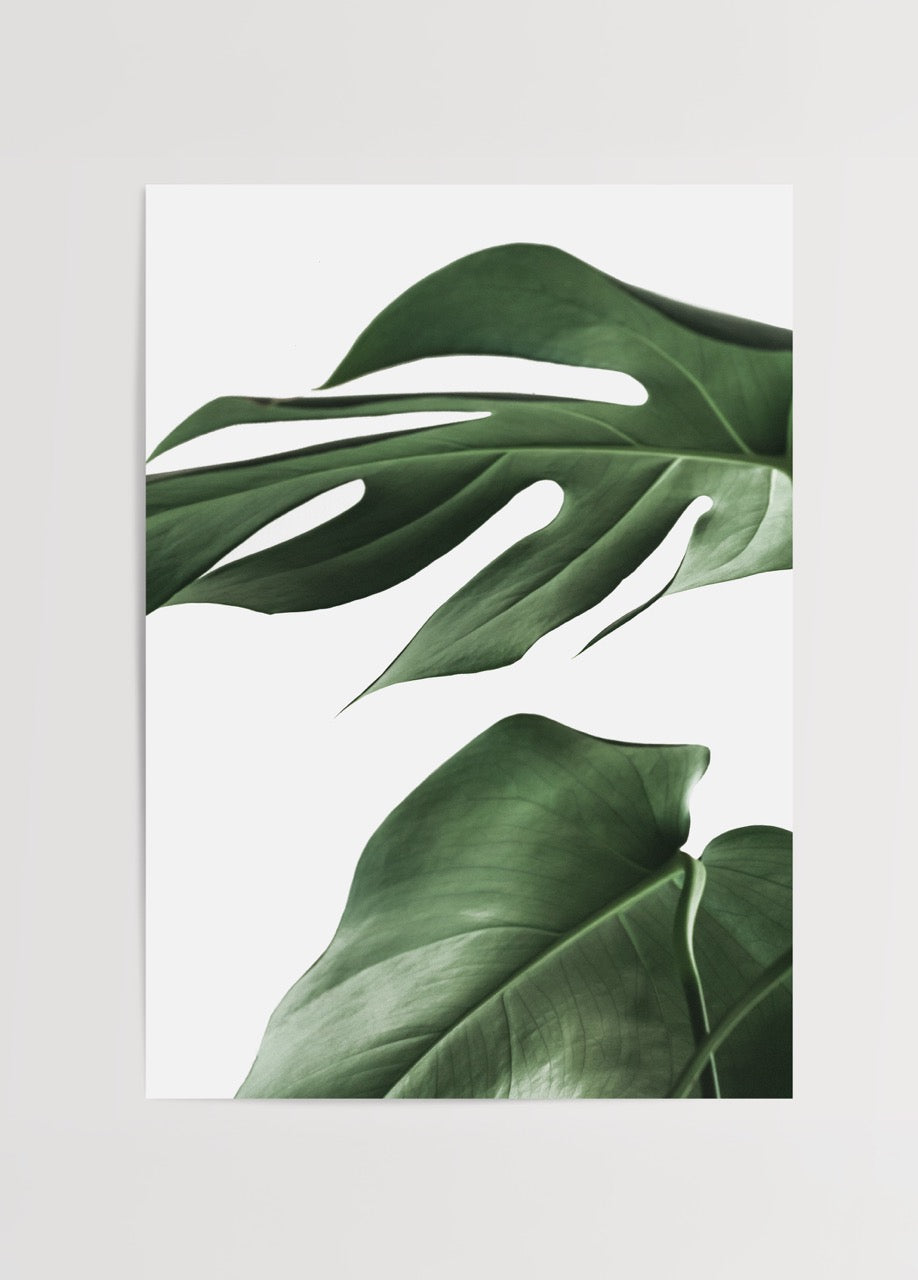 Lush Monstera leaves showcasing rich green hues on a white background.