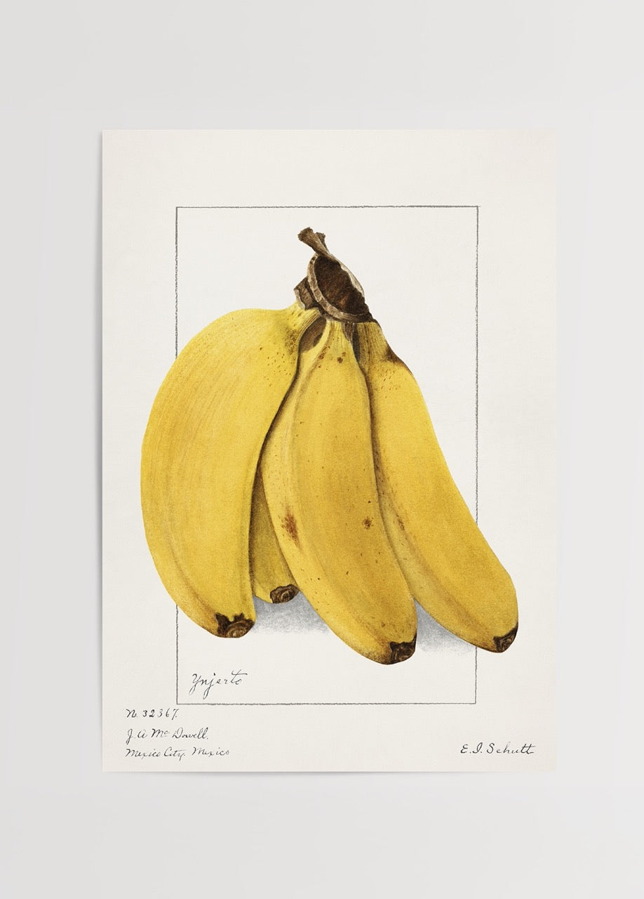 Illustrative print of bananas, showcasing vibrant yellow tones and botanical elegance.