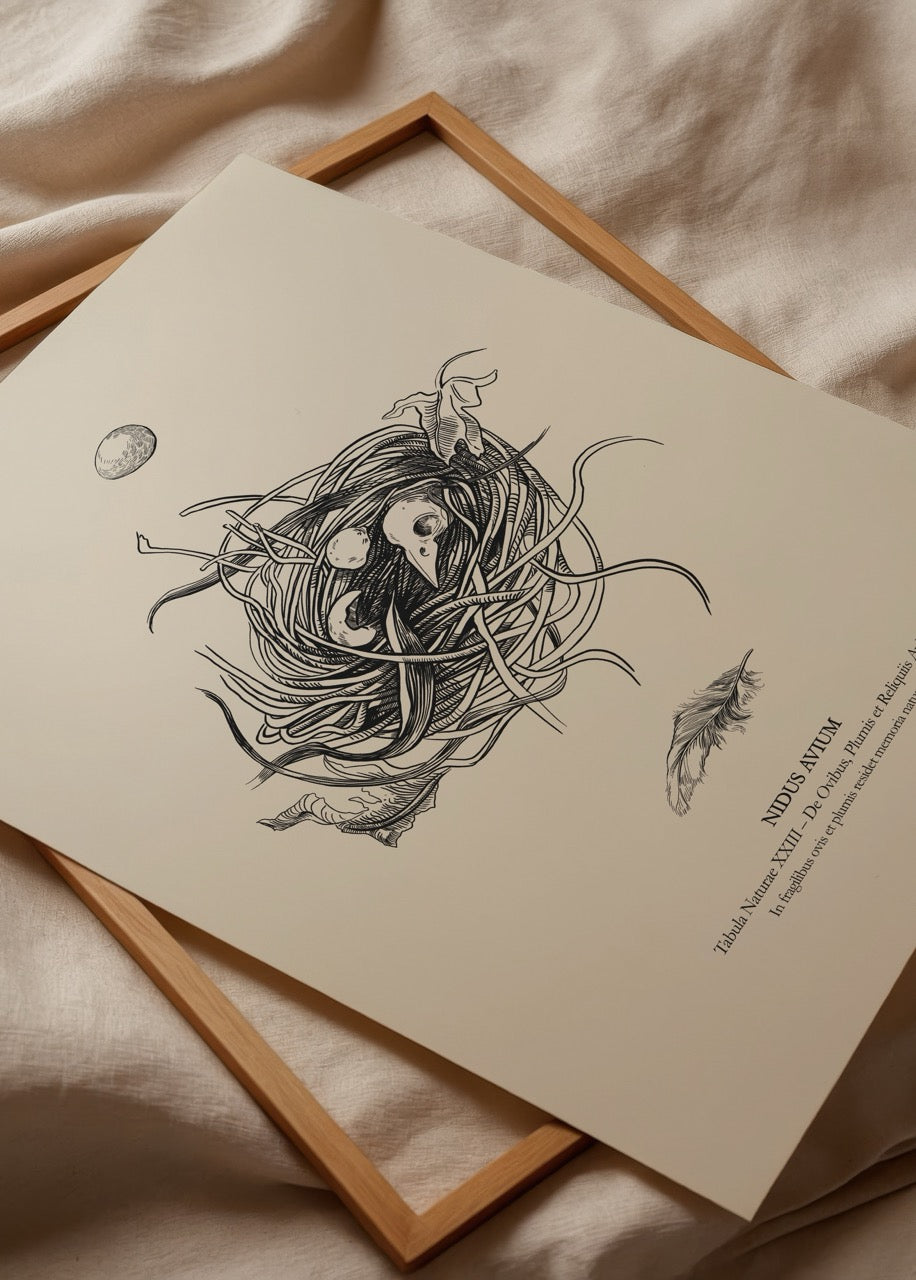 Nidus Avium Poster Print featuring a detailed nest illustration.