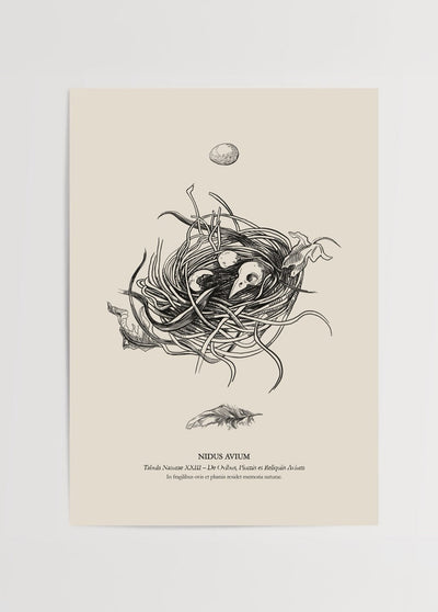 Nidus Avium Poster Print