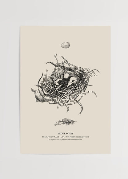 Nidus Avium Poster Print featuring a detailed nest illustration.
