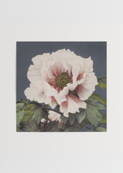 A beautiful peony botanical print in soft pink and green tones.