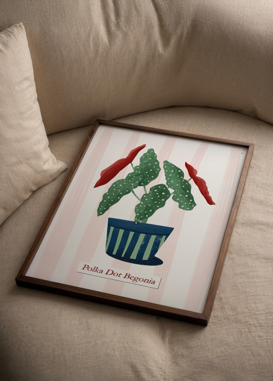 Illustrative Polka Dot Begonia plant in a striped pot