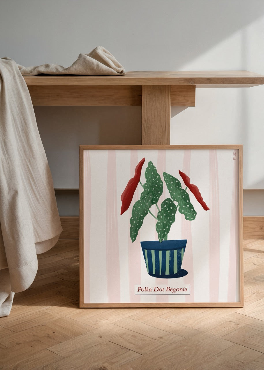 Illustrative Polka Dot Begonia plant in a striped pot