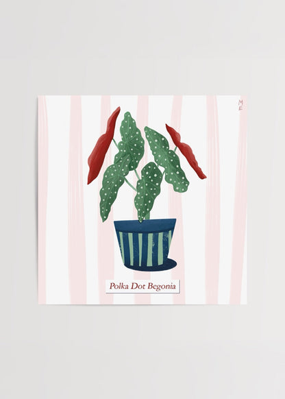Illustrative Polka Dot Begonia plant in a striped pot