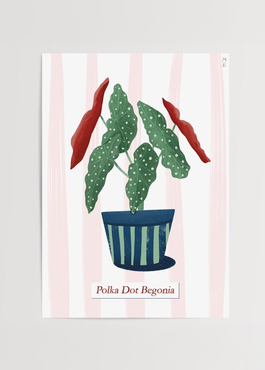 Illustrative Polka Dot Begonia plant in a striped pot