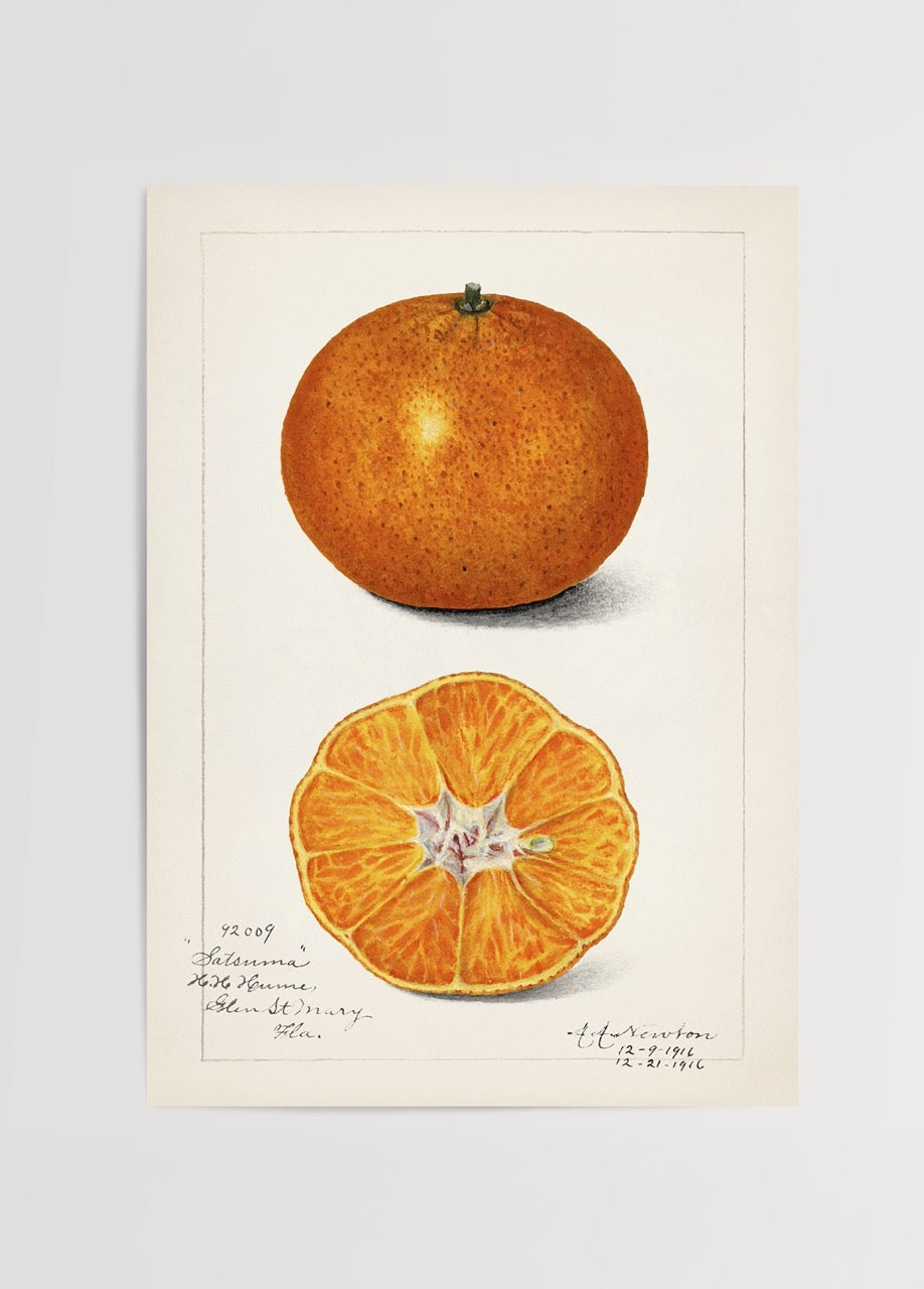 Vibrant Satsuma fruit illustration showcasing a whole orange and a halved Satsuma.
