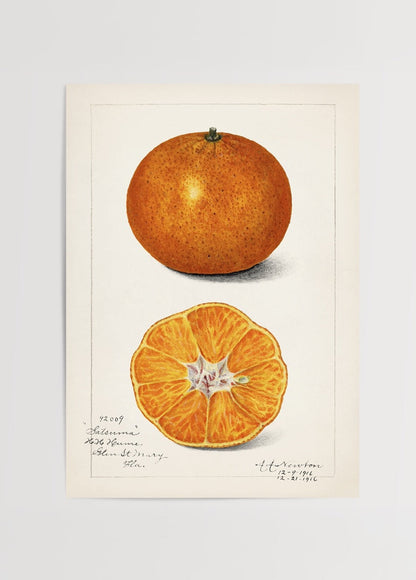 Vibrant Satsuma fruit illustration showcasing a whole orange and a halved Satsuma.