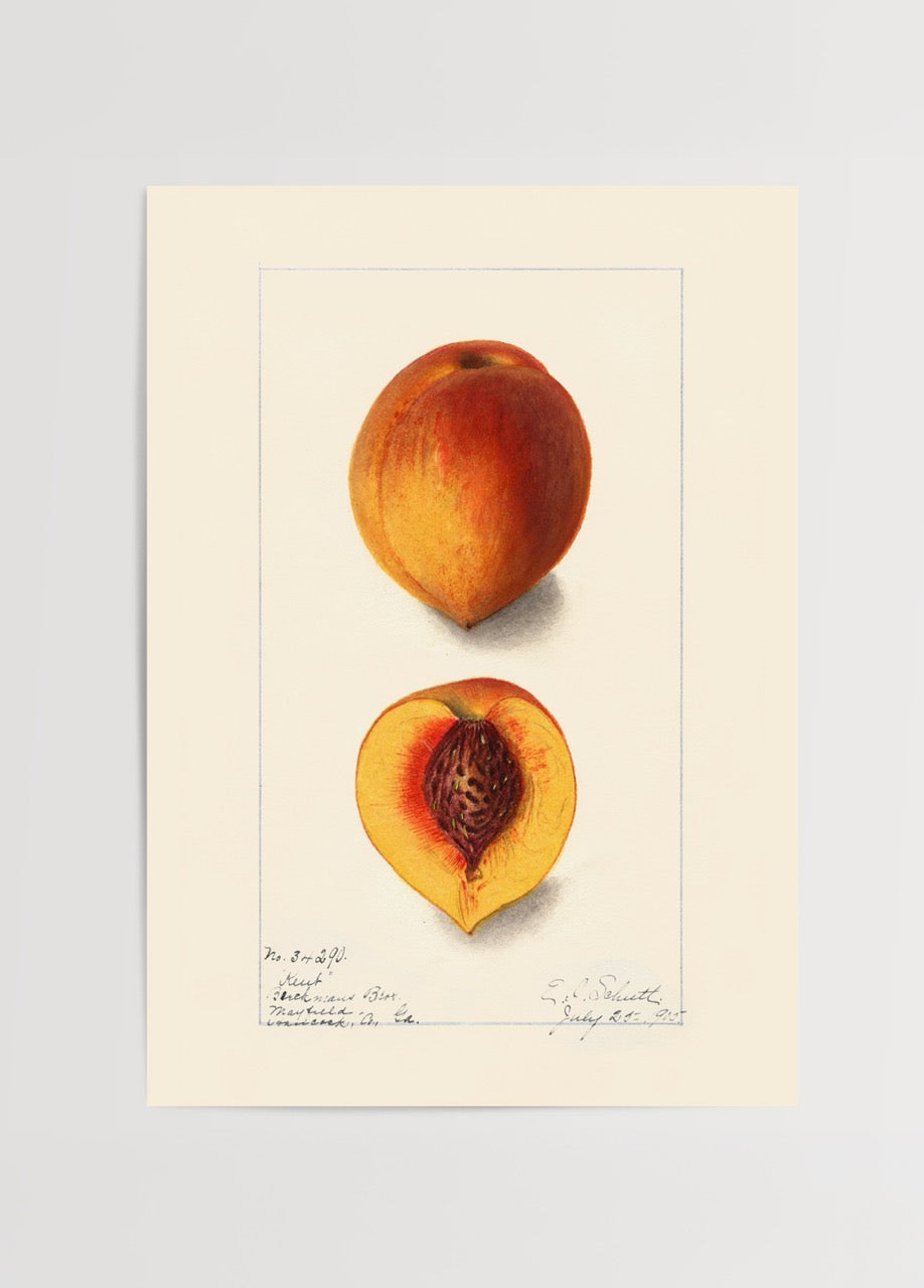 Art print featuring a peach and its cross-section, showcasing details.
