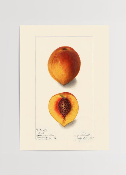 Art print featuring a peach and its cross-section, showcasing details.