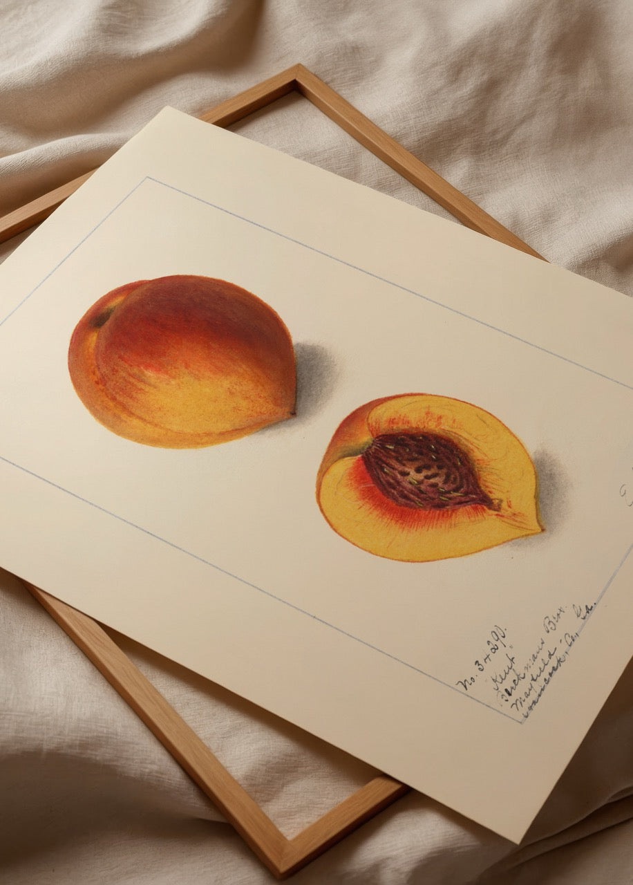 Art print featuring a peach and its cross-section, showcasing details.