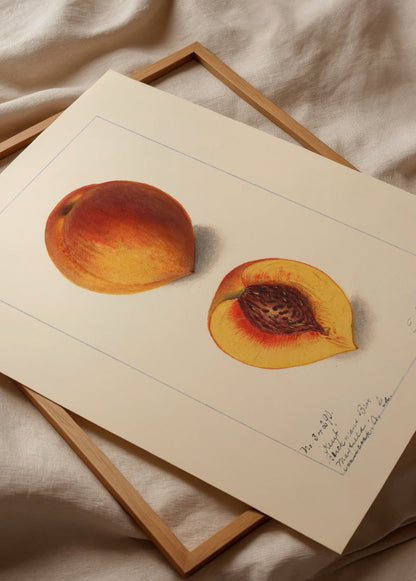 Art print featuring a peach and its cross-section, showcasing details.